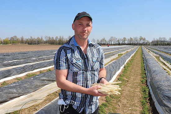 Auf den rund 20 ha Felderrn des Spargelhof Nestler wächst überwiegend weißer Spargel...